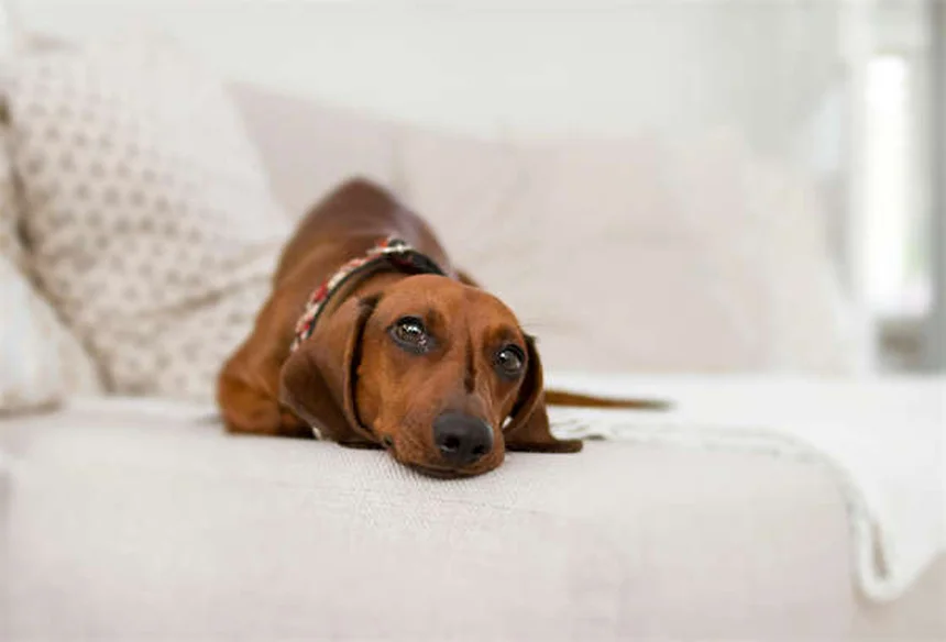 Bartonella in Dogs: 5 Warning Signs Every Pet Owner Should Know