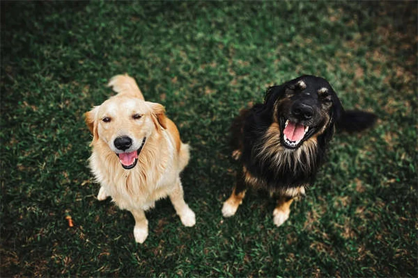 Oxytocin vs Vasopressin: How These Hormones Control Dog Aggression
