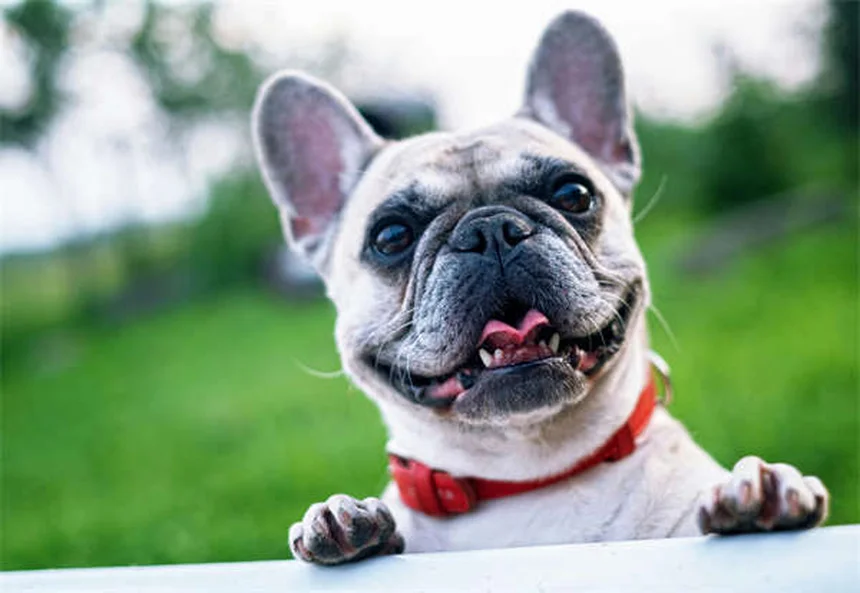 5 Proven Ways Calming Pheromones Help Anxious Pets