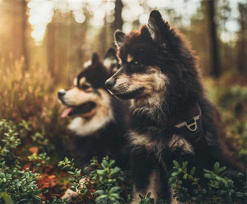 5 Proven Ways Calming Pheromones Help Anxious Pets