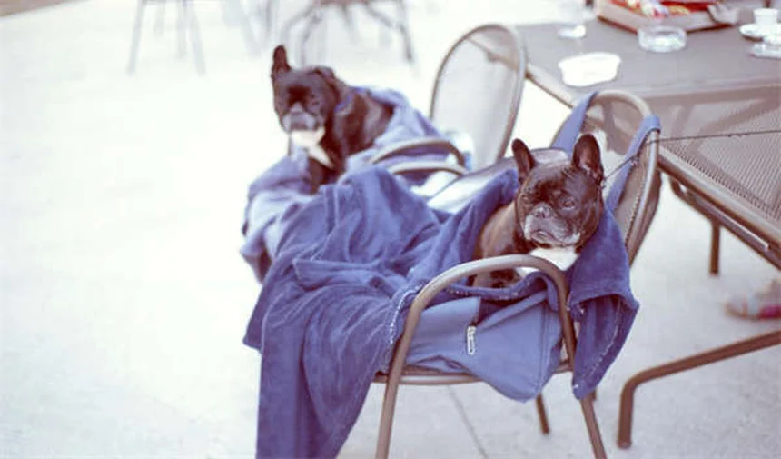 20 Spring Pet Dangers You Need to Know Right Now