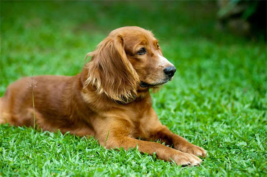 Propranolol for Dogs: Uses, Dosage & Side Effects Guide